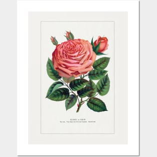 Pink Rose, Glorie de Dijon Lithograph (1900) Posters and Art